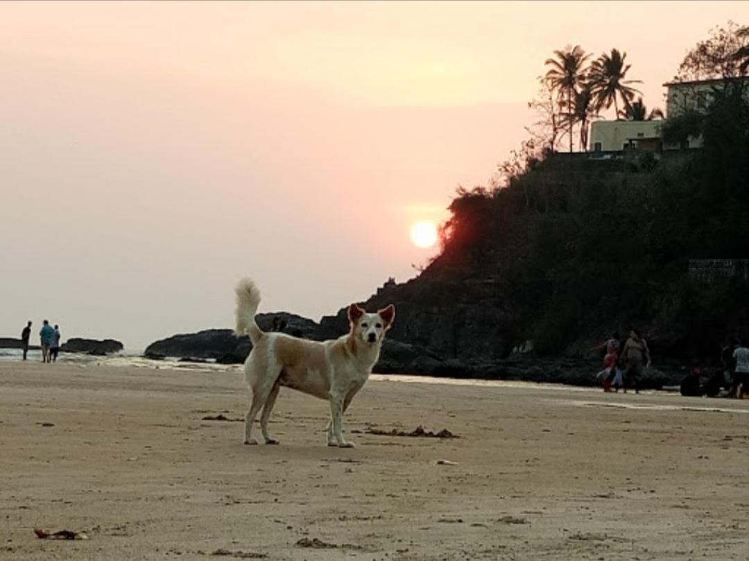 Red Rock Arambol Beach 외부 사진